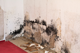 mold damage remediation and removal in Georgia