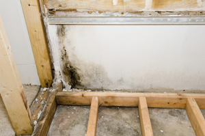 Mold on basement wall & floor